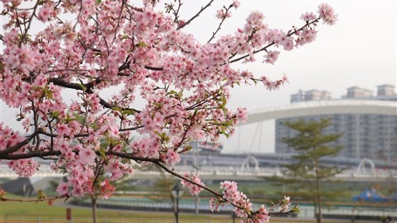 新北市政府施政成果網 樂 新北市櫻花季