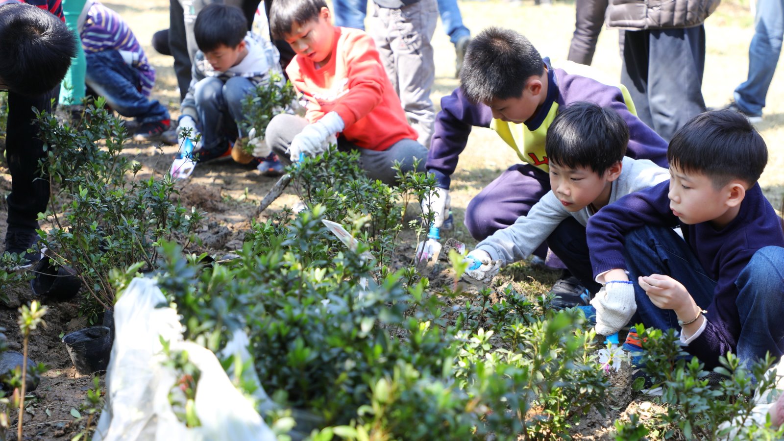 金山廣植烏來杜鵑活動