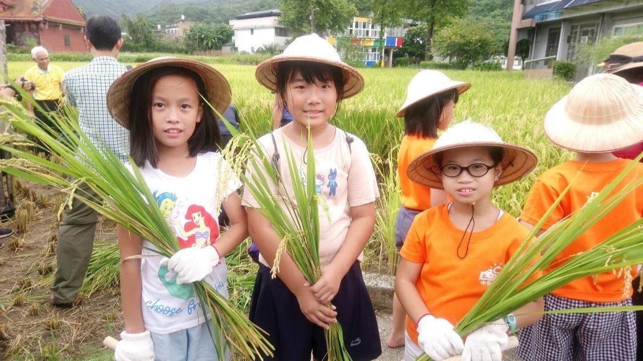 金山學童食農體驗割稻